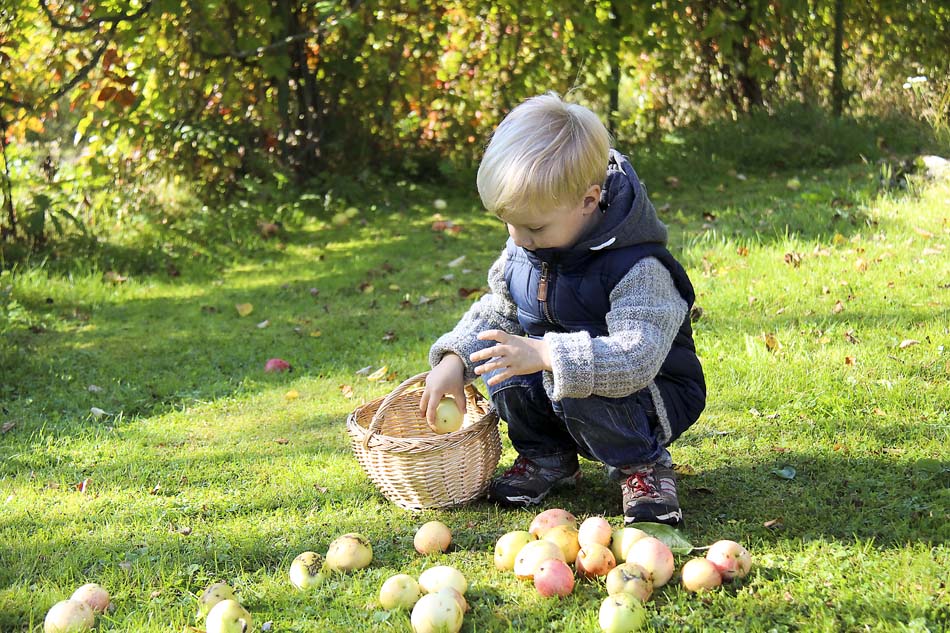 a little boy picking apples at fall