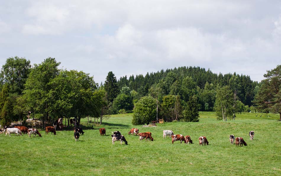 a picture of some cows eating in a field